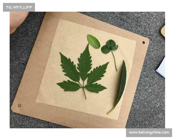 揭开格里洛克之眼的神秘力量与深层奥秘探索全指南 揭开格里洛克之眼的神秘力量与深层奥秘探索全指南